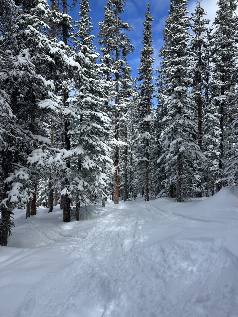 A tree run on a powder day at Winter Park